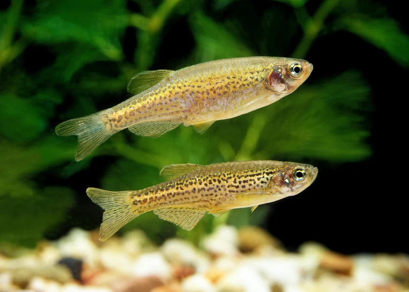 Leopard Danio (Danio rerio var.) Spotted Beauty with Endless Energy