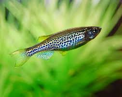 Leopard Danio (Danio rerio var.) Spotted Beauty with Endless Energy