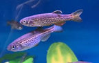 Leopard Danio (Danio rerio var.) Spotted Beauty with Endless Energy