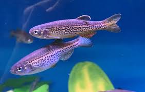 Leopard Danio (Danio rerio var.) Spotted Beauty with Endless Energy