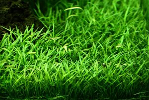 Lilaeopsis brasiliensis – Epic Aquatics