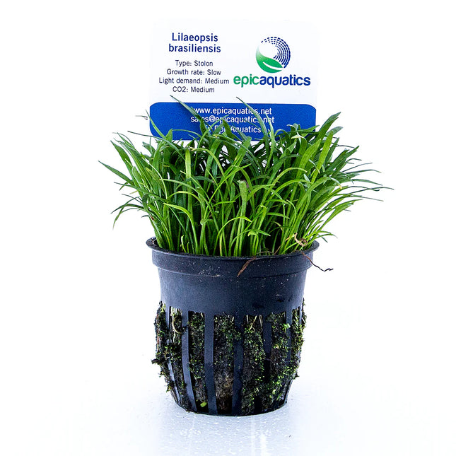 Lilaeopsis brasiliensis – Epic Aquatics