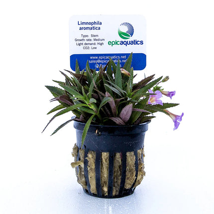 Limnophila aromatica – Epic Aquatics