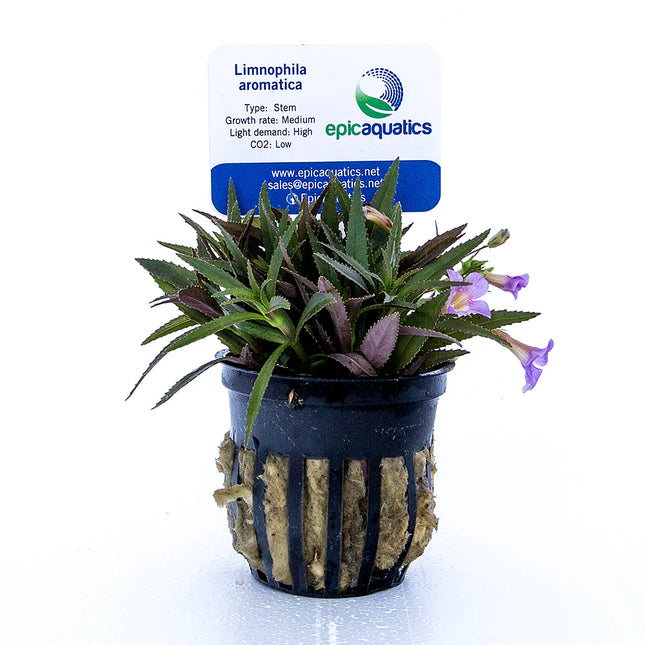 Limnophila aromatica – Epic Aquatics