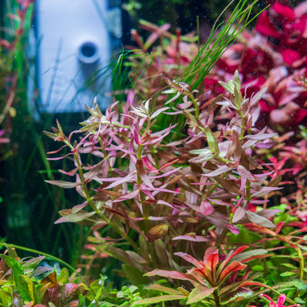 Limnophila aromatica – Epic Aquatics