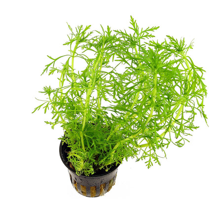Limnophila aquatica – Epic Aquatics