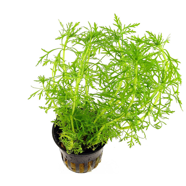Limnophila aquatica – Epic Aquatics