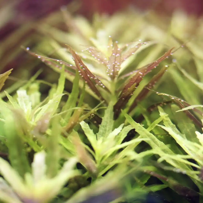 Limnophila aquatica – Epic Aquatics