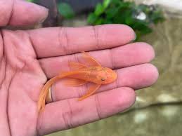 Longfin Lemon Blue Eye Ancistrus (Ancistrus sp.) – Bright Yellow Bristlenose Pleco