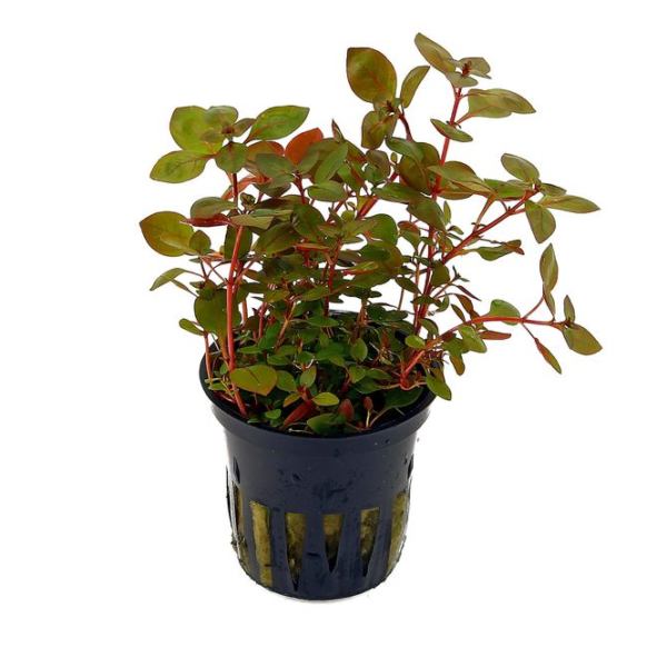 Ludwigia Repens Rich Red Colour for a Vibrant Aquascape