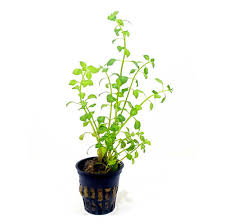 Ludwigia Brocklee Green Elegant Stem Plant with a Soft Green Glow