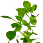Ludwigia Brocklee Green Elegant Stem Plant with a Soft Green Glow