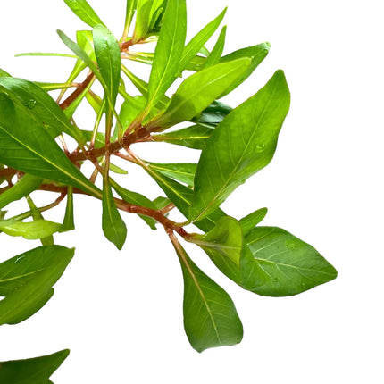 Elegant Ludwigia inclinata Stem