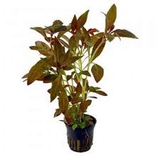 Ludwigia Species Vibrant Aquatic Plant for Stunning Aquascapes