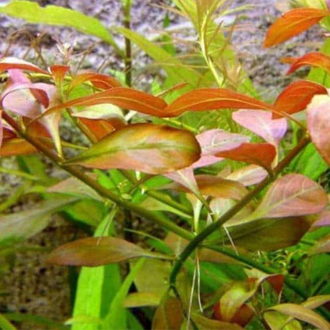Ludwigia Species Vibrant Aquatic Plant for Stunning Aquascapes