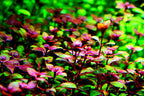 Ludwigia Repens Rich Red Colour for a Vibrant Aquascape