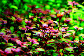 Ludwigia Repens Rich Red Colour for a Vibrant Aquascape