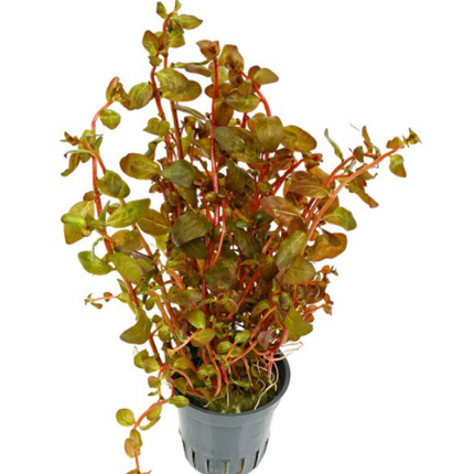 Ludwigia senegalensis – Epic Aquatics
