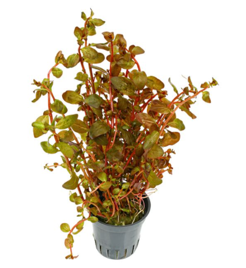 Ludwigia senegalensis – Epic Aquatics