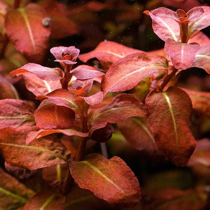 Ludwigia senegalensis – Epic Aquatics