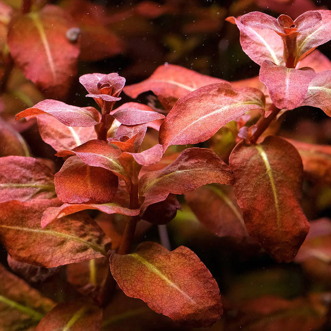 Ludwigia senegalensis – Epic Aquatics