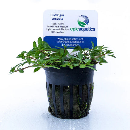Ludwigia arcuata – Epic Aquatics
