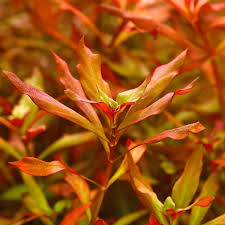 Ludwigia arcuata – Epic Aquatics