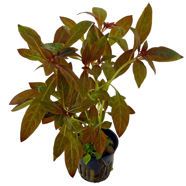 Ludwigia glandulosa – Epic Aquatics