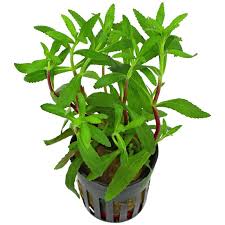 Ludwigia Inclinata
