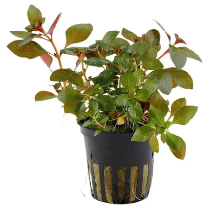 Ludwigia repens – Epic Aquatics