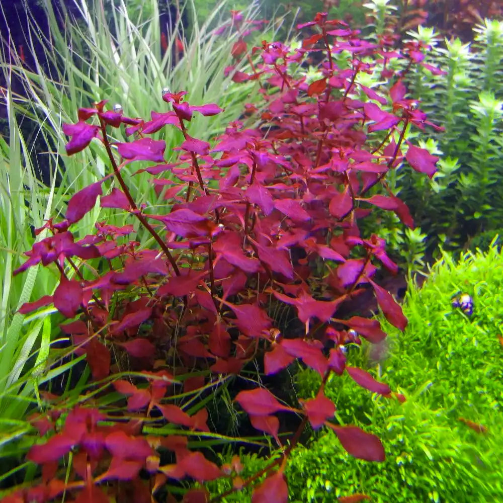 ludwigia-repens-epic-aquatics-aquatic-pets-sa