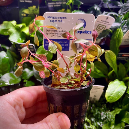Ludwigia repens ‘Super Red’ – Epic Aquatics