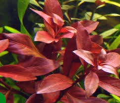 Ludwigia repens ‘Super Red’ – Epic Aquatics