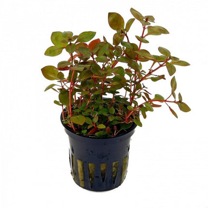Ludwigia sp. ‘Rubin’ – Epic Aquatics
