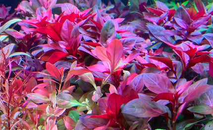 Ludwigia sp. ‘Rubin’ – Epic Aquatics