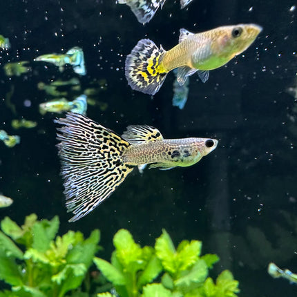 Luminous Mosaic Guppy Male - Each