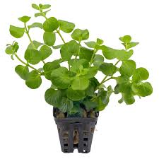 Special Lysimachia Nummalaria Imported A grade