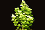 Lysimachia nummularia  Bright Green Trails for Stunning Aquascapes