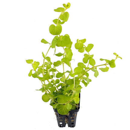 Lysimachia nummularia  Bright Green Trails for Stunning Aquascapes