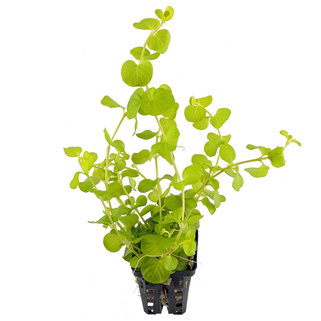 Lysimachia nummularia  Bright Green Trails for Stunning Aquascapes