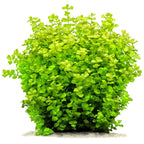Lysimachia nummularia  Bright Green Trails for Stunning Aquascapes