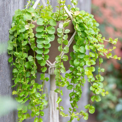 Lysimachia nummularia  Bright Green Trails for Stunning Aquascapes