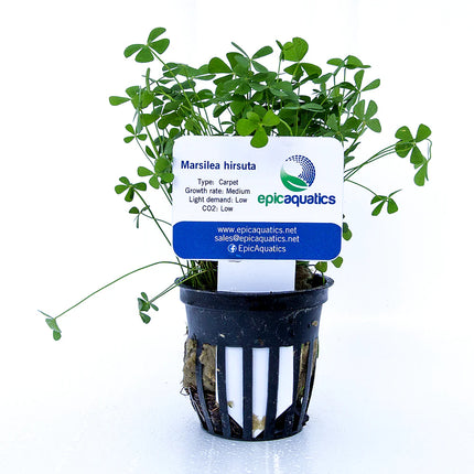 Marsilea hirsuta – Epic Aquatics
