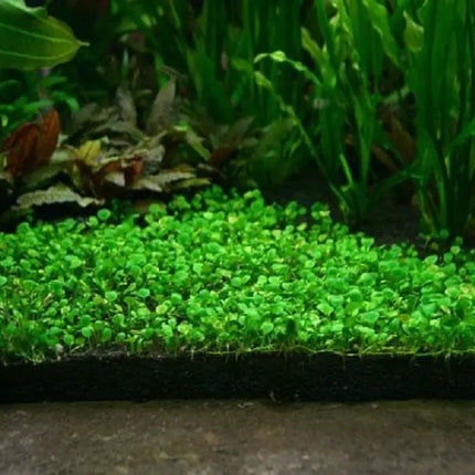 Marsilea hirsuta – Epic Aquatics