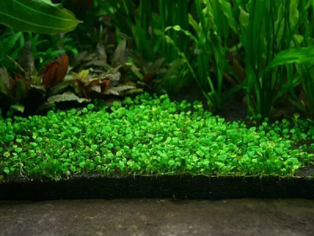 Marsilea hirsuta – Epic Aquatics