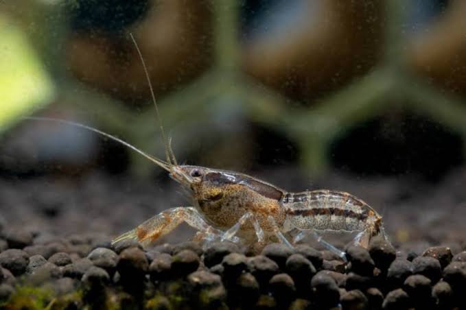 Mexican Dwarf Crayfish (Cambarellus patzcuarensis)