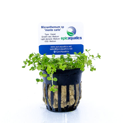 Micranthemum sp. ‘Monte Carlo’ – Epic Aquatics