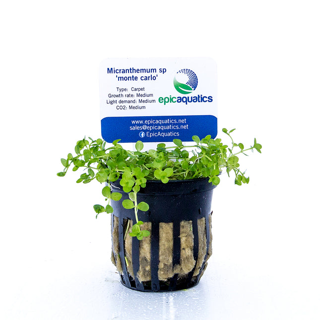 Micranthemum sp. ‘Monte Carlo’ – Epic Aquatics
