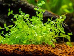 Micranthemum sp. ‘Monte Carlo’ – Epic Aquatics