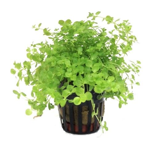 Micranthemum umbrosum Lush Baby Tears for Foreground & Carpeting